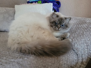 Deckkater Birma Bild 6