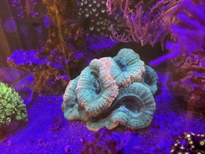 Meerwasser Aquarium Aqua Medic 450XD inkl. Besatz