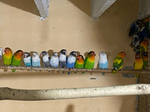 Schwarzköpfchen verschiedene Farben