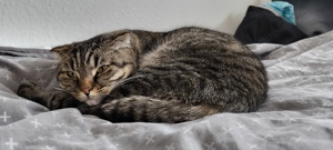 Ruhige Dame sucht ruhiges Heim