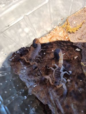 Heteroctenus princeps und Centruroides nitidus Angebote Skorpione aus NZ Bild 3
