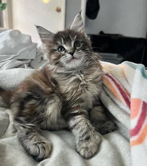 Wunderschöne Maine Coon Kätzchen suchen ihr Zuhause! 