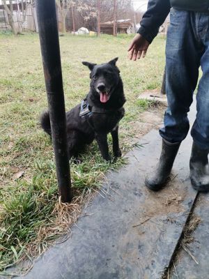 Toller Typ sucht Endzuhause Bild 2