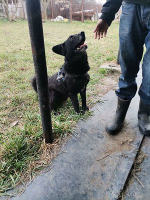 Toller Typ sucht Endzuhause Bild 4