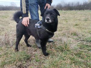 Emil ein toller Typ sucht liebevolle Familie