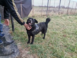 Toller Typ sucht Endzuhause Bild 5