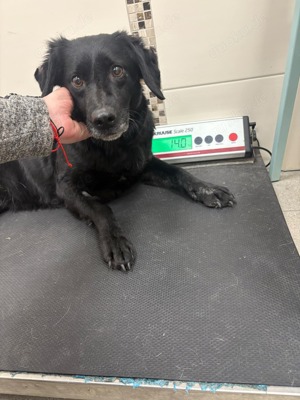 Dana braucht dringend einen Platz,  Bild 7