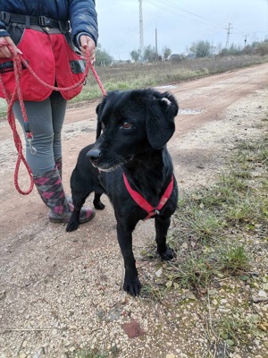 Dana braucht dringend einen Platz,  Bild 8