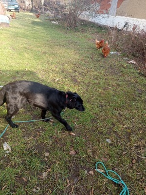 Dana braucht dringend einen Platz,  Bild 5