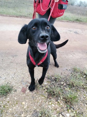 Dana braucht dringend einen Platz,  Bild 3