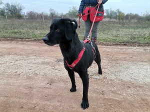 Dana braucht dringend einen Platz,  Bild 2