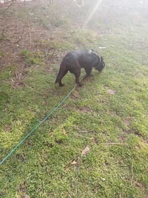 Dana braucht dringend einen Platz,  Bild 6