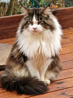 Deckkater Maine Coon mit Stammbaum  Bild 2