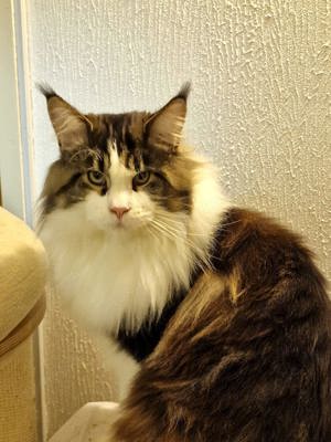 Deckkater Maine Coon mit Stammbaum  Bild 6