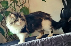 Deckkater Maine Coon mit Stammbaum  Bild 3