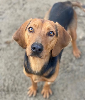 Ted, geb. ca. 01 2023, lebt in GRIECHENLAND, auf einer privaten Pflegestelle  Bild 4