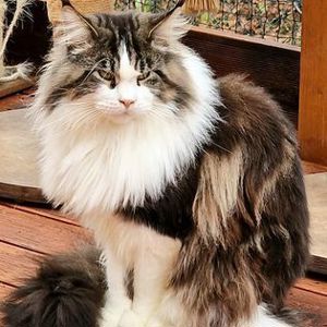 Deckkater Maine Coon mit Stammbaum  Bild 7