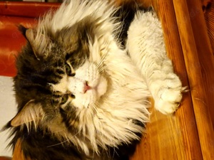Deckkater Maine Coon mit Stammbaum  Bild 10