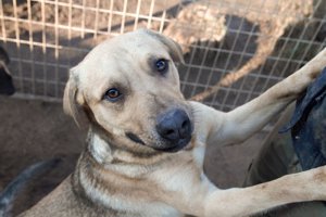 Egon, ein Traumhund