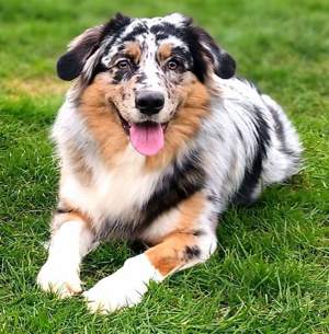 Australian Shepherd Deckrüde ASCA Papiere DNA CP