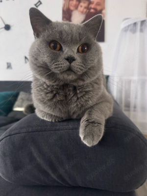 Deckkater bkh Blutgruppe B mit Stammbaum und Erfahrung Bild 9