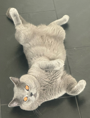 Deckkater bkh Blutgruppe B mit Stammbaum und Erfahrung Bild 8