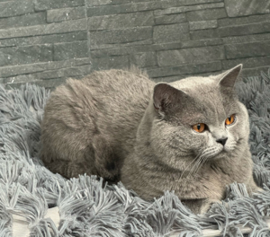 Deckkater bkh Blutgruppe B mit Stammbaum und Erfahrung