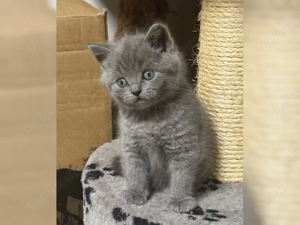 Katzen & Katzenbabys kaufen, verkaufen & zu verschenken