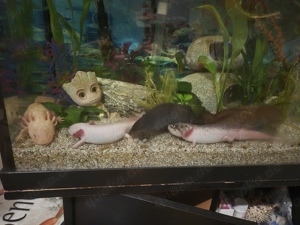 6 Axolotls mit Zubehör abzugeben! 