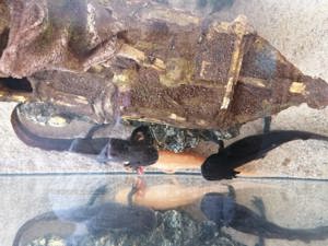 Verkaufe 2 Axolotl 1 Goldalbino und 1 Wildling