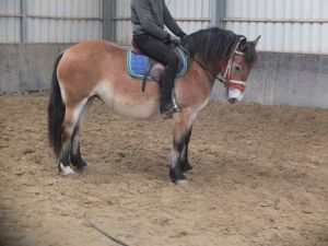 Freizeitpferde zum reiten fahren zu verkaufen! Bild 3