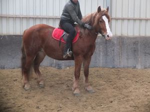 Freizeitpferde zum reiten fahren zu verkaufen! Bild 2