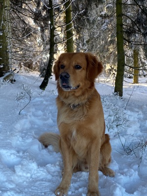 Golden Retriever Deckrüde anbieten Bild 2