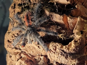 Avicularia spec. " Kwitar River"