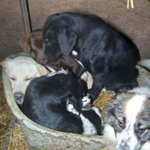 Limahl sucht ein liebevolles Zuhause Bild 7