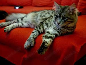 Katze  Maine coon sucht einen neuen Familie  Bild 1