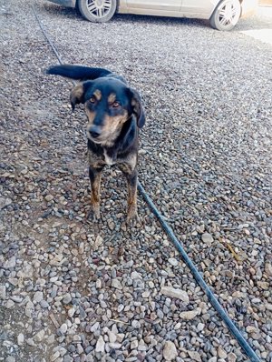 Beky (geb. ca. 2022) lebt noch im Tierheim in Bosnien und sucht ein Zuhause  Bild 4