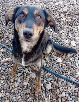 Beky (geb. ca. 2022) lebt noch im Tierheim in Bosnien und sucht ein Zuhause  Bild 6