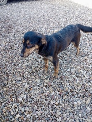 Beky (geb. ca. 2022) lebt noch im Tierheim in Bosnien und sucht ein Zuhause  Bild 3