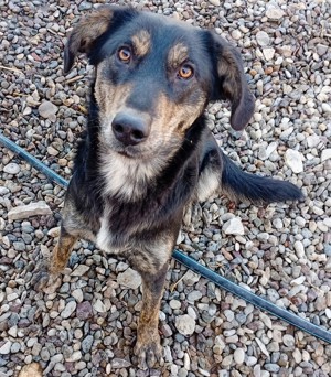 Beky (geb. ca. 2022) lebt noch im Tierheim in Bosnien und sucht ein Zuhause 