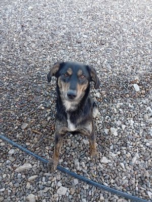 Beky (geb. ca. 2022) lebt noch im Tierheim in Bosnien und sucht ein Zuhause  Bild 7