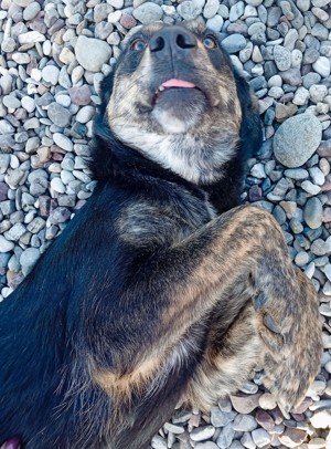 Beky (geb. ca. 2022) lebt noch im Tierheim in Bosnien und sucht ein Zuhause  Bild 8