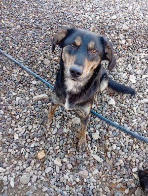 Beky (geb. ca. 2022) lebt noch im Tierheim in Bosnien und sucht ein Zuhause  Bild 5