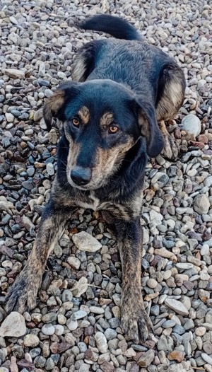Beky (geb. ca. 2022) lebt noch im Tierheim in Bosnien und sucht ein Zuhause  Bild 2