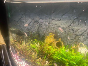 Aquarium Juwel 500 liter Bild 3