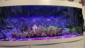 Aquarium Juwel 500 liter Bild 2