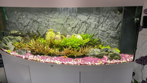 Aquarium Juwel 500 liter