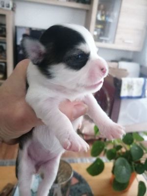 4 Chihuahua Welpen suchen ein neues Zuhause