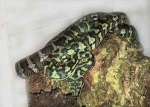 Reptilien gebe meine Haltung auf    Teppichpython 
