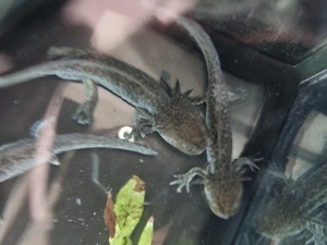 Junge Axolotl (Wildlinge) Bild 2